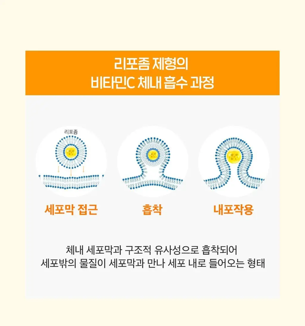 닥터린 리포좀 비타민C 맥스 30포 (1개월분) 상세페이지 7