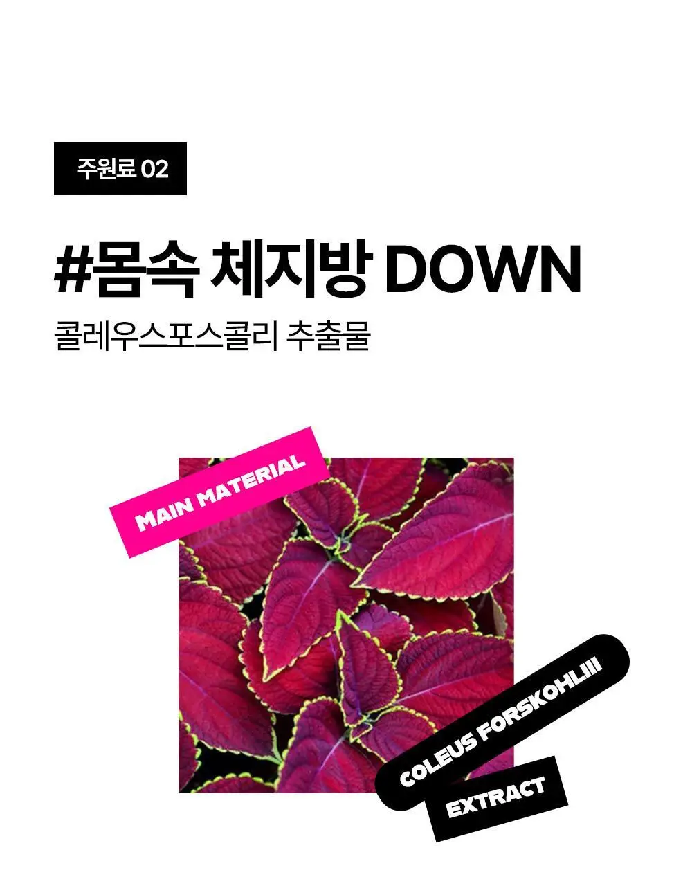 룰더핏 에스컷 & 액티브 다이어트 14EA 상세페이지 21