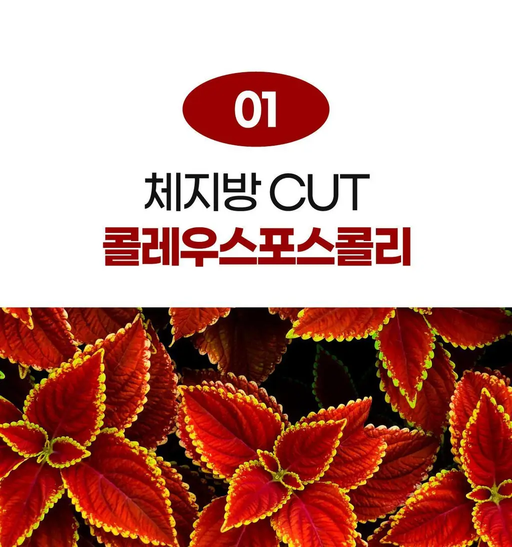센트디 10일 다이어트 클렌즈 10포 (10일분) 상세페이지 26
