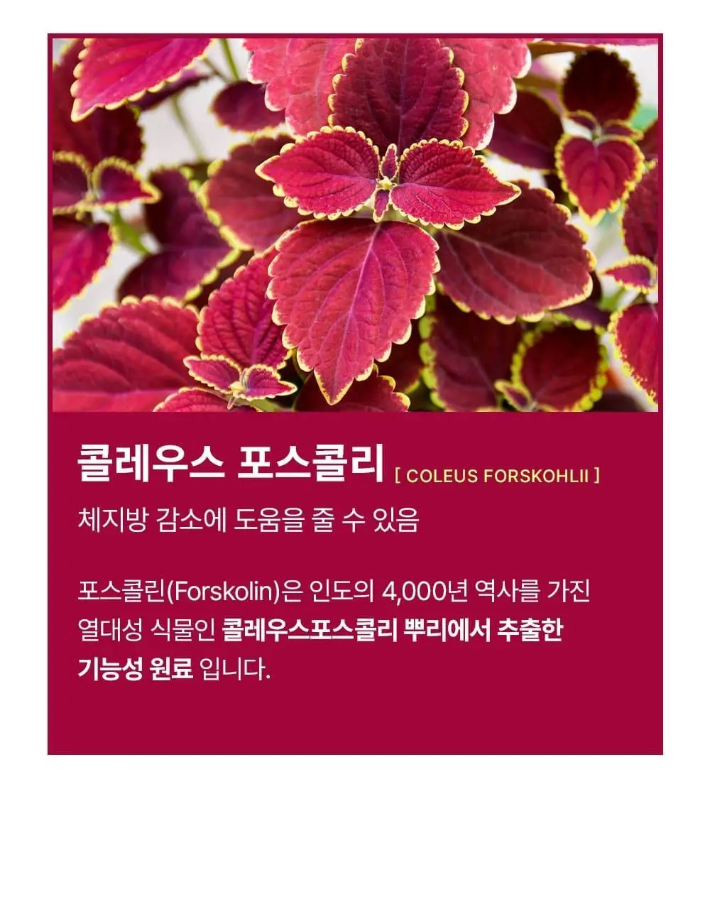 스키니랩 레드핏 나이트 다이어트 14포 1박스 (14일분) 상세페이지 7