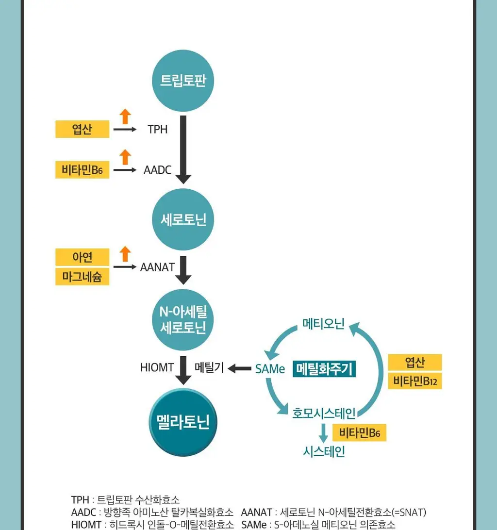 닥터린 식물성 멜라토닌 함유 멜라바인 1mg*30정 상세페이지 23
