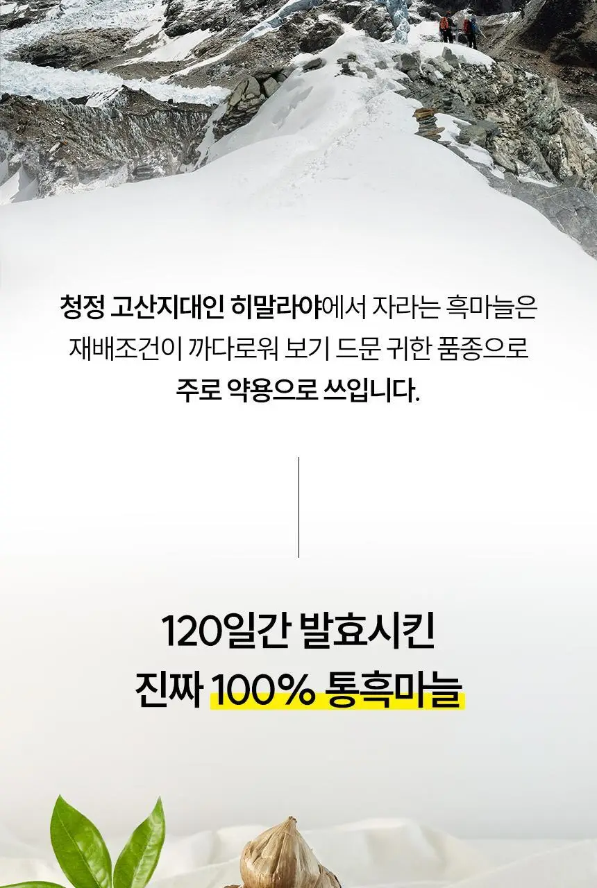 삼대오백 히말라야 통흑마늘 500g 상세페이지 3