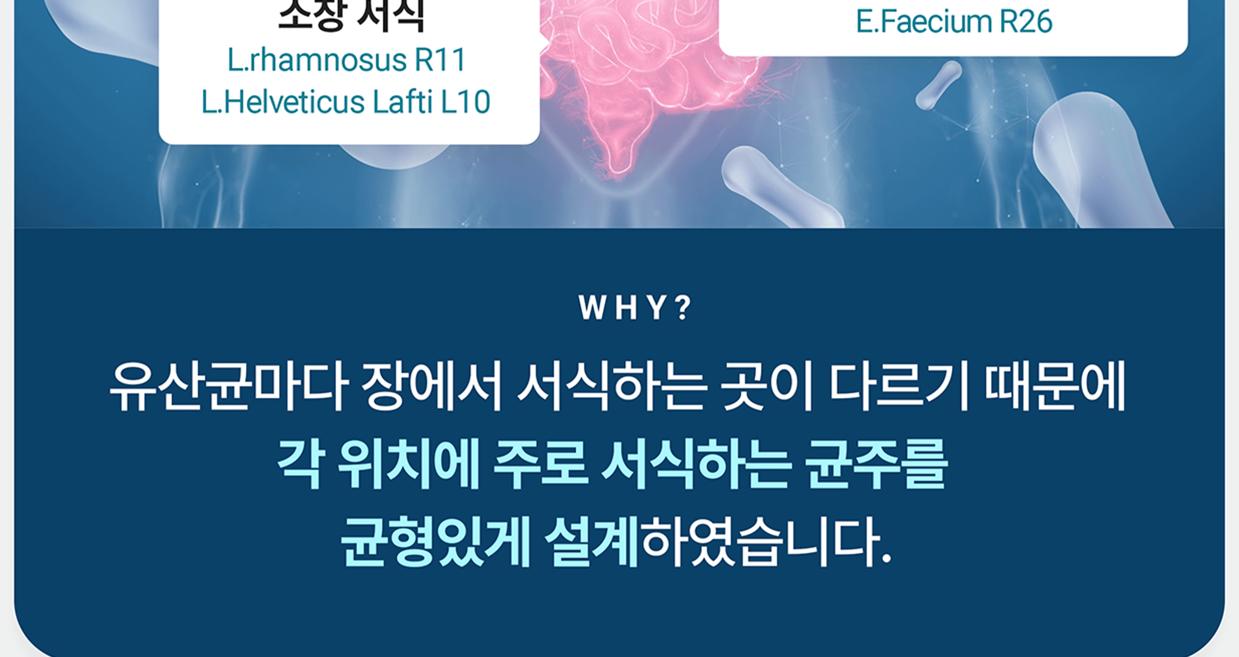 테일러라이프 프로바이오틱스 센서티브 유산균 30캡슐 (1개월분) 상세페이지 39