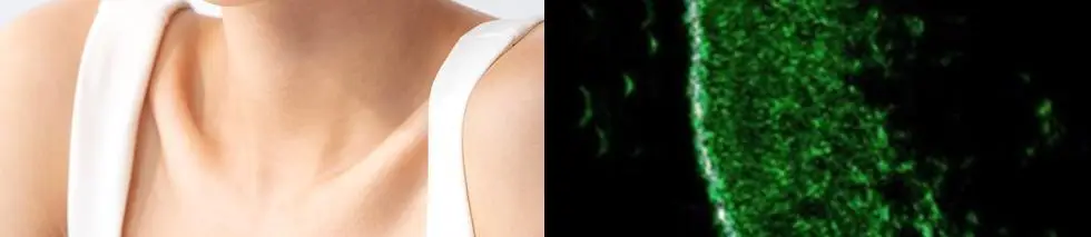 에르쯔틴 리제너레이티브 실트 크림 50g 상세페이지 10