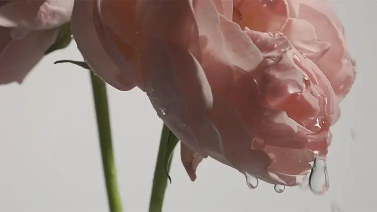 아이소이 에센셜 마스크팩 3+1매 3종 택 1 (잡티 / 진정 / 수분) 상세페이지 8