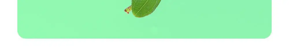 본트리 레몬티트리 블랙헤드 코팩 10매입 상세페이지 13