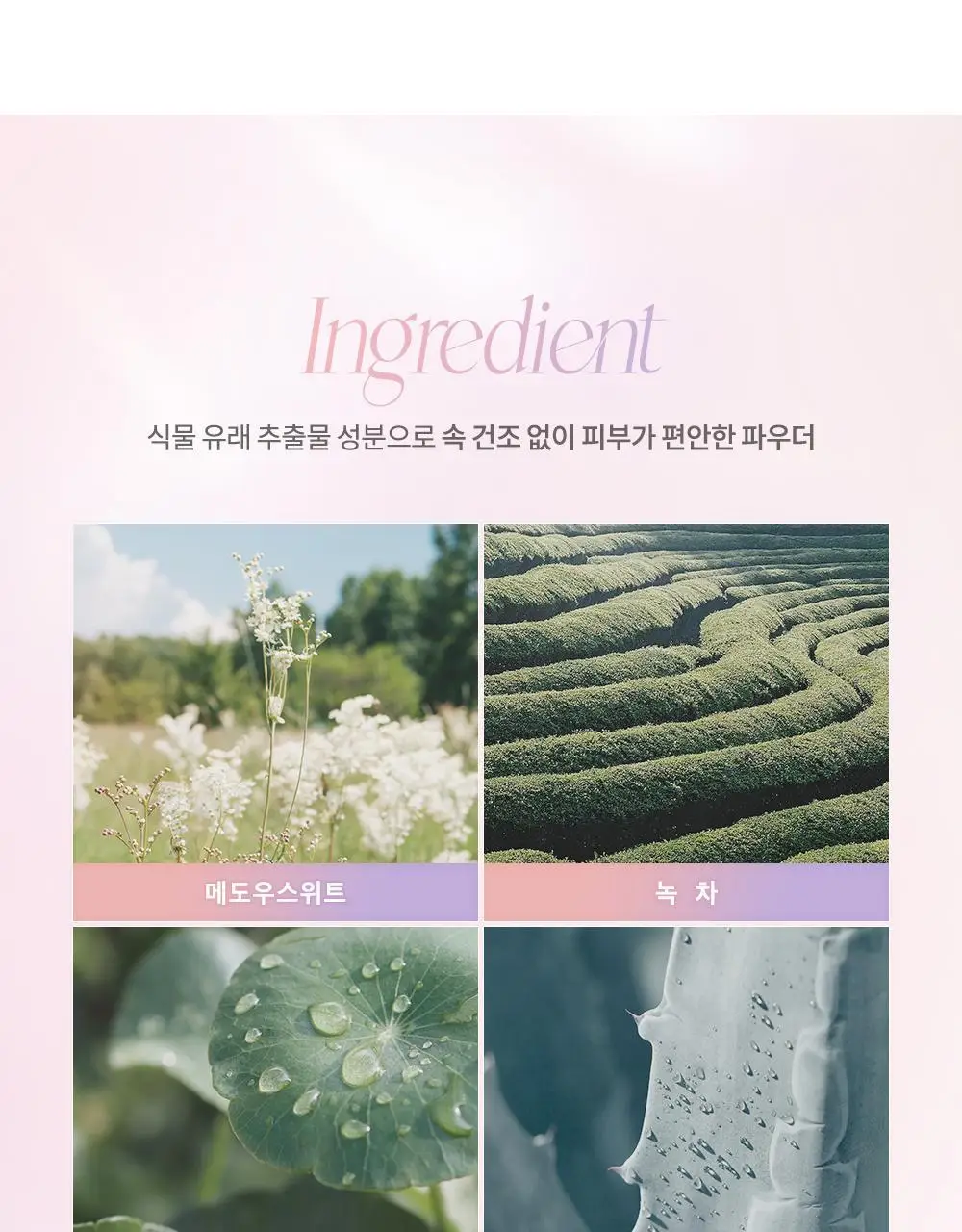 데이지크 코렉팅 피니쉬 파우더 17g 2 colors 상세페이지 14