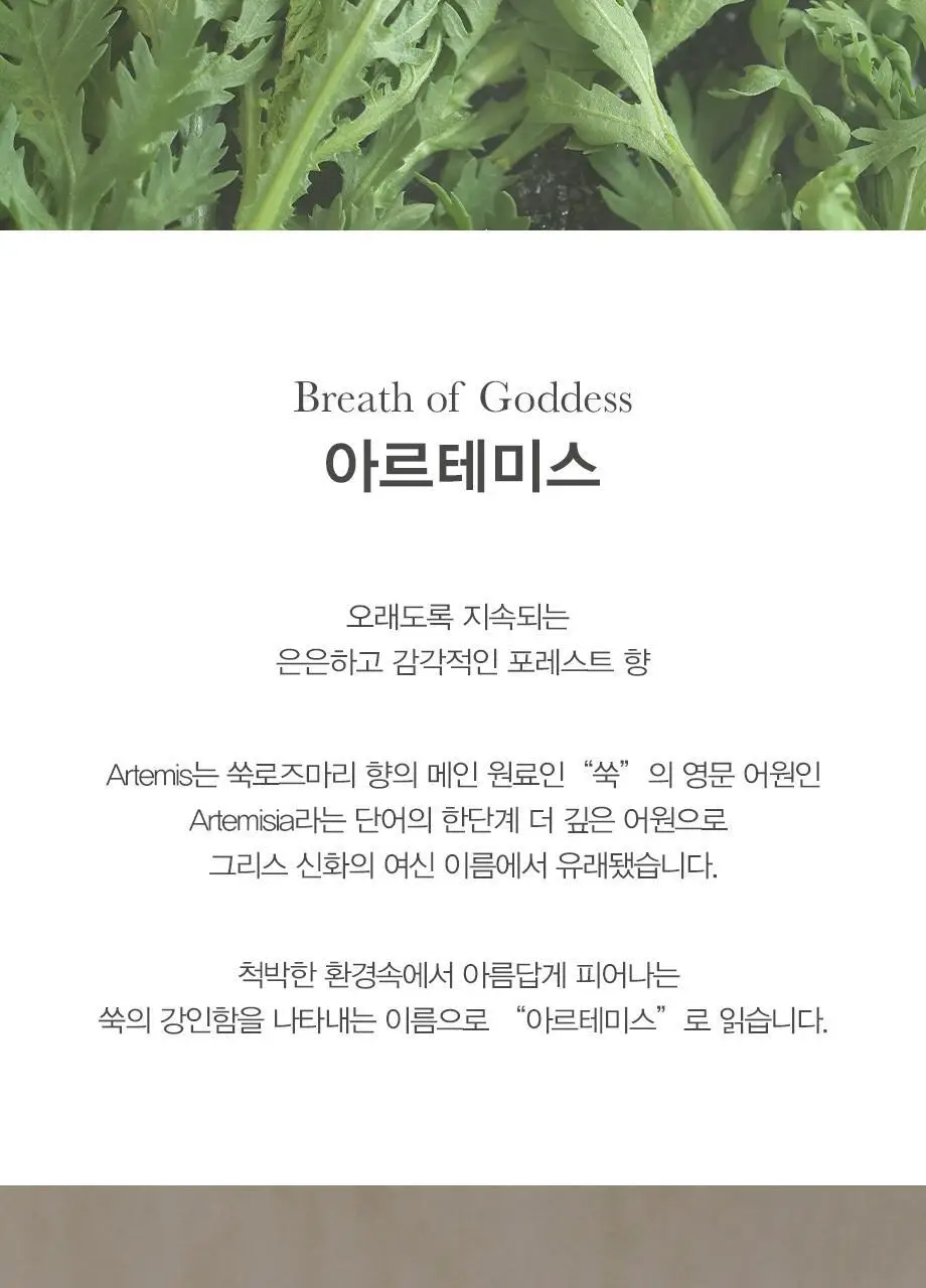 티컬렉티브 바디워시 280ml 2종 택 1 (아르테미스/주노스) 상세페이지 3