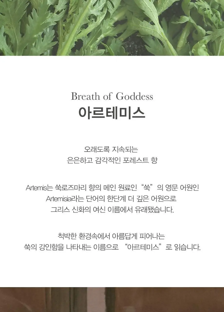 티컬렉티브 핸드워시 280ml 4종 택 1 (아르테미스/주노스/레이터/말차) 상세페이지 3