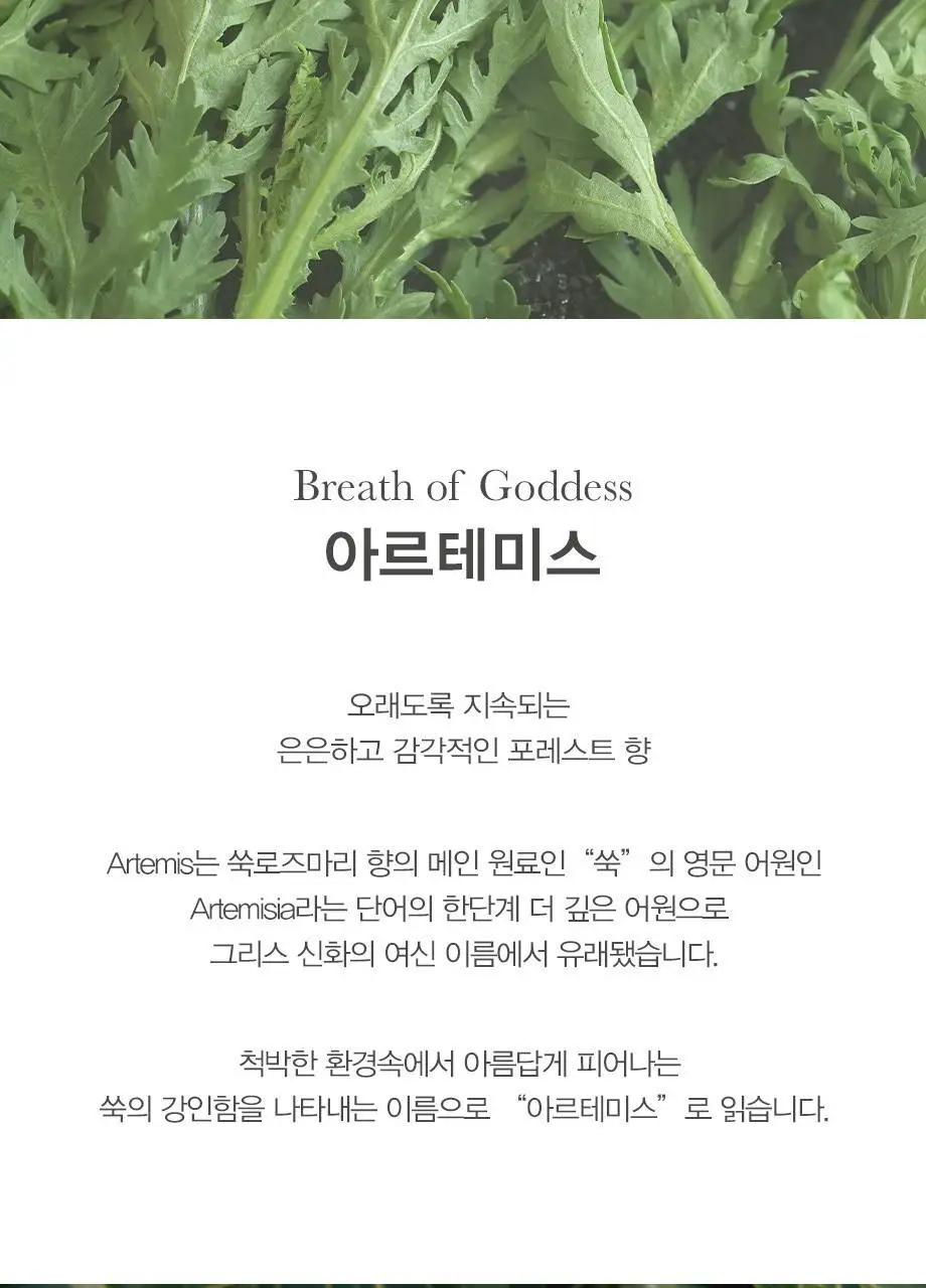 티컬렉티브 핸드크림 70ml 4종 택 1 (아르테미스/주노스/레이터/말차) 상세페이지 3