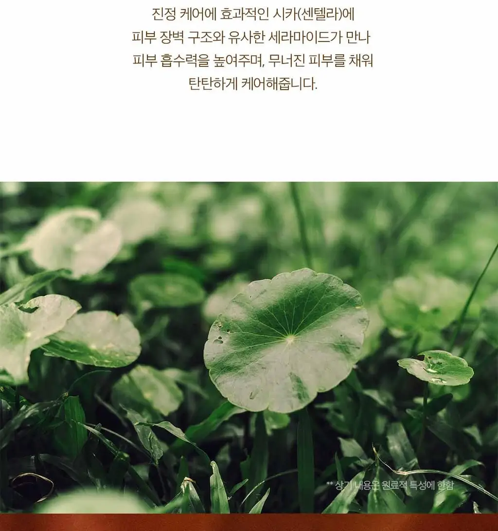 스킨1004 마다가스카르 센텔라 프로바이오시카 바쿠치올 아이 크림 20ml 상세페이지 16