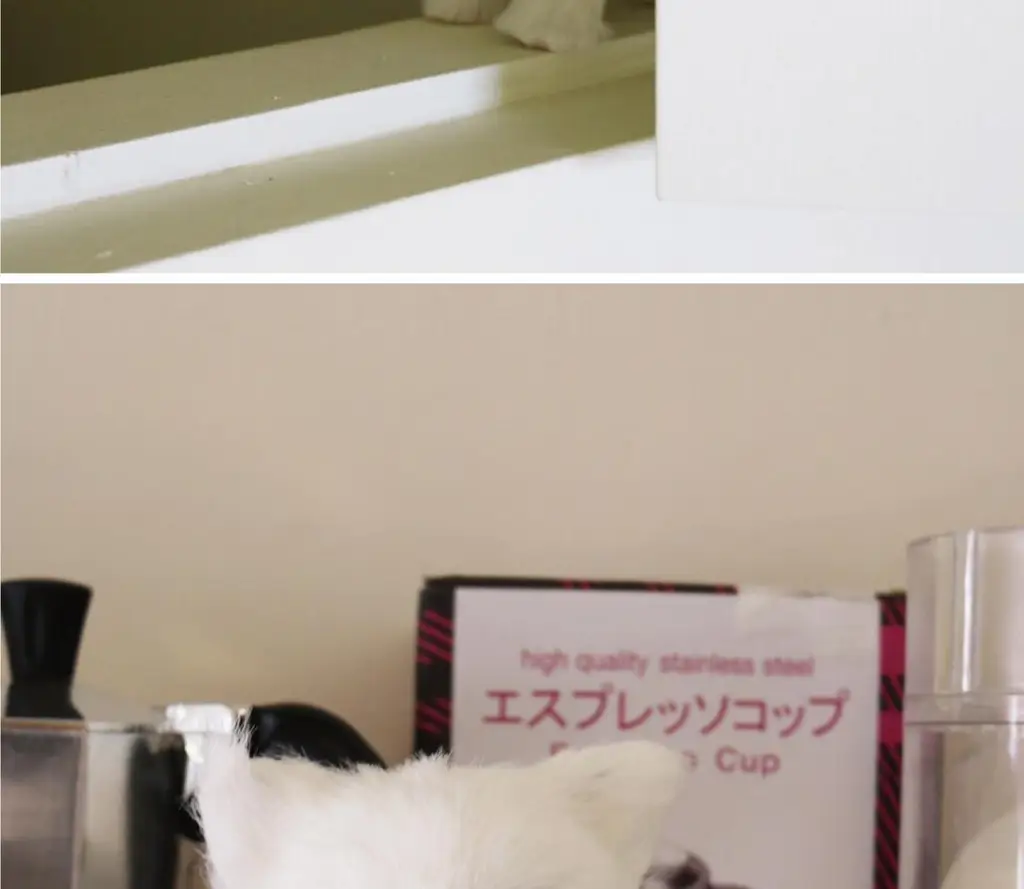 코지모지 리얼 퍼피 강아지 인형 Real Puppy 3종 택1 상세페이지 19
