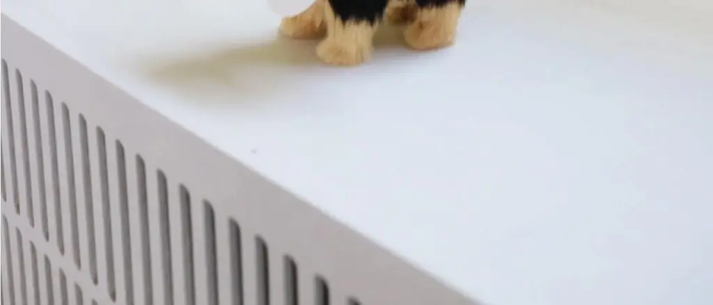 코지모지 리얼 퍼피 강아지 인형 Real Puppy 3종 택1 상세페이지 29