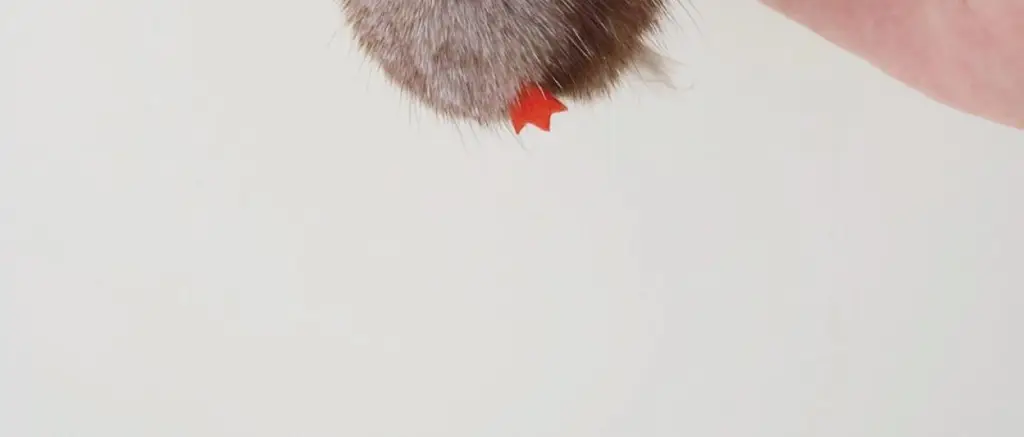 코지모지 Baby Bird 뱁새 키링 2종 택1 상세페이지 26
