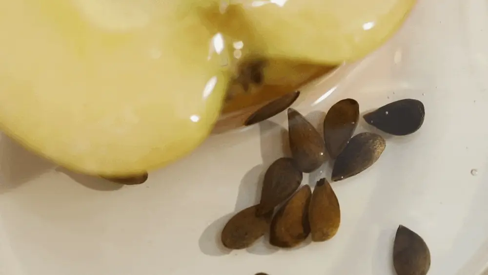 헤브블루 살몬 케어링 센텔라 라이트 클렌징오일 250ml 상세페이지 35