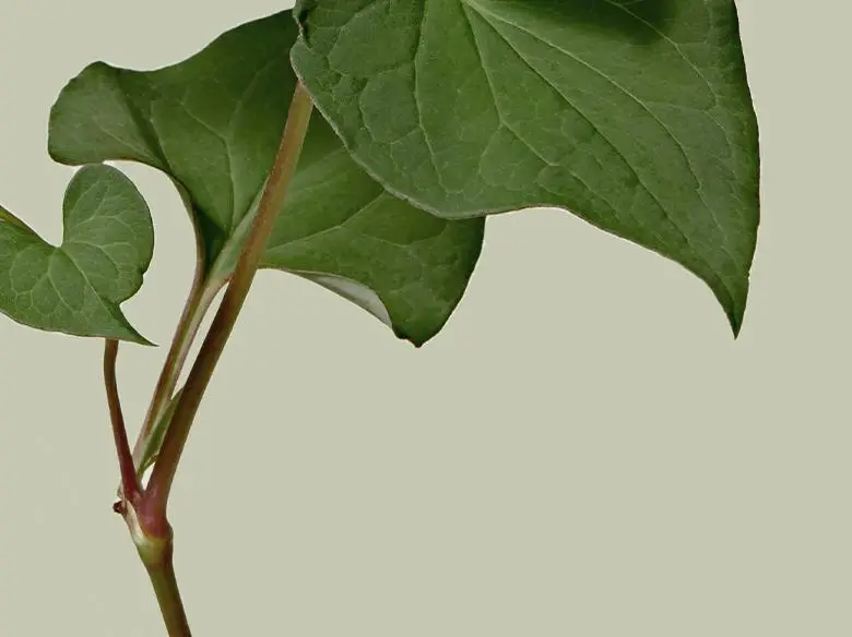 아누아 어성초 약산성 딥 클렌징워터 500g 상세페이지 12
