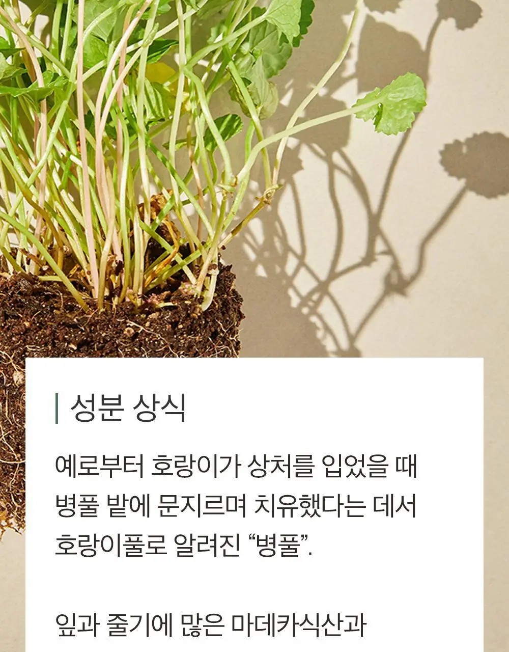 믹순 병풀 클렌징 폼 150ml 상세페이지 10