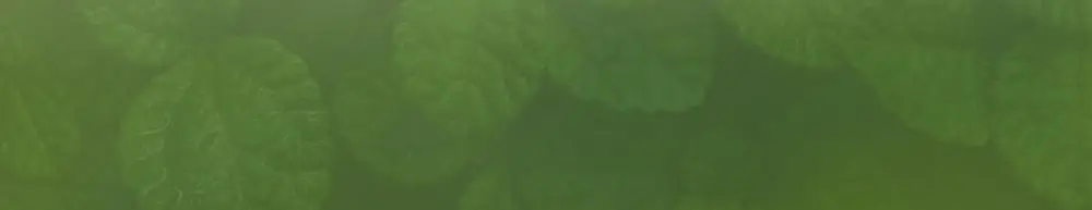 믹순 병풀 클렌징 폼 150ml 상세페이지 22