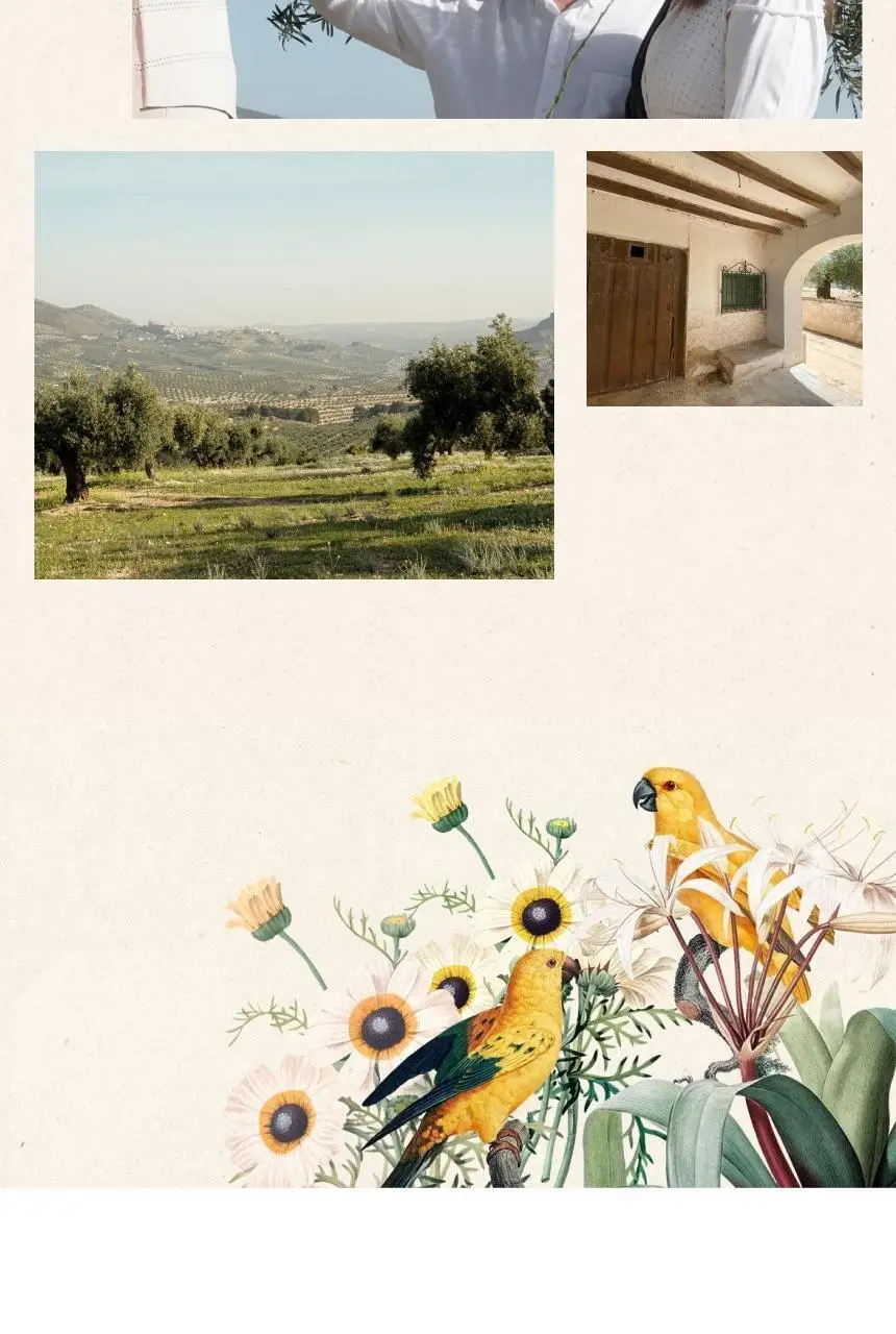 씨엘로 이 띠에라 엑스트라버진 올리브오일 500ml 바이오 상세페이지 13
