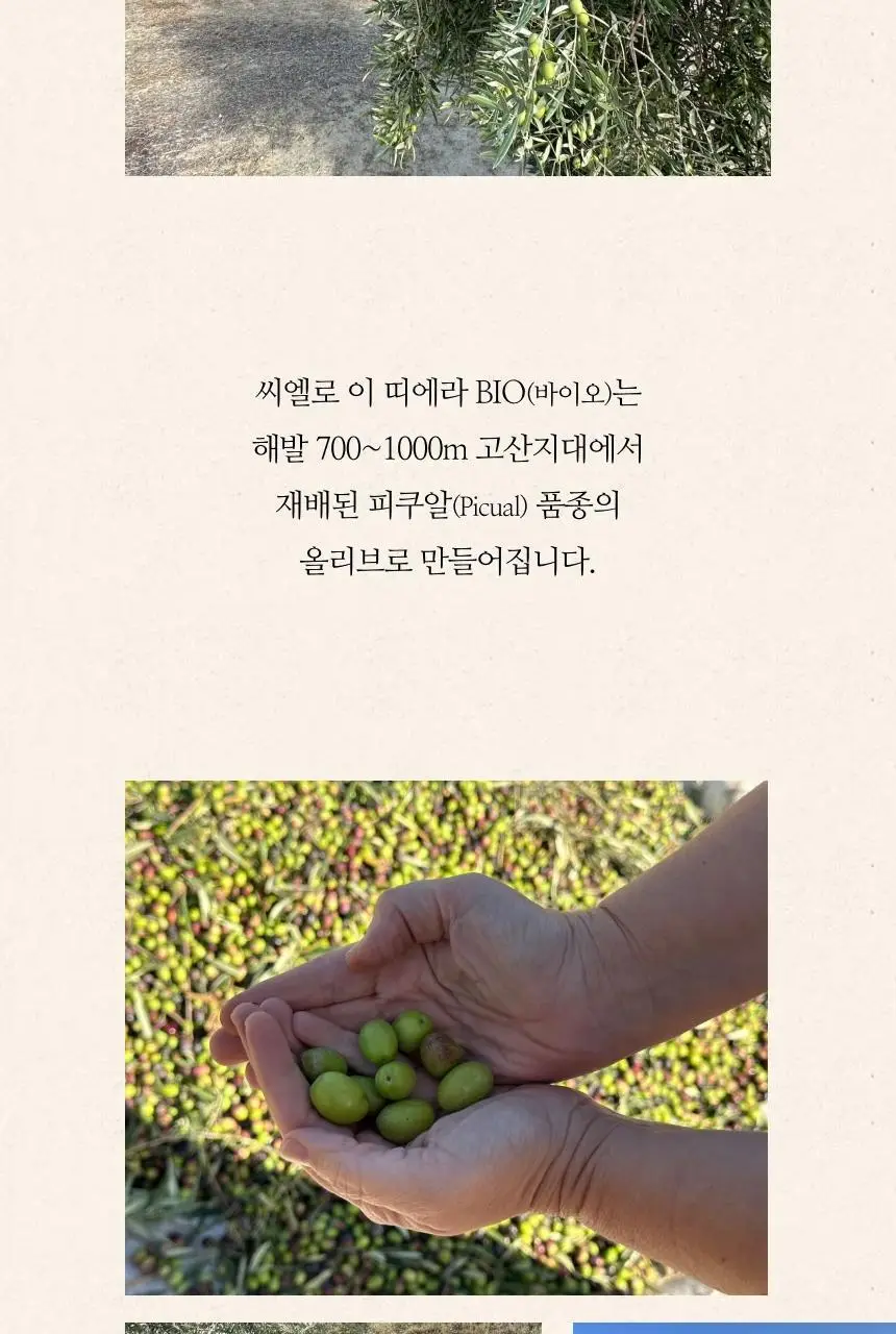 씨엘로 이 띠에라 엑스트라버진 올리브오일 500ml 바이오 상세페이지 16