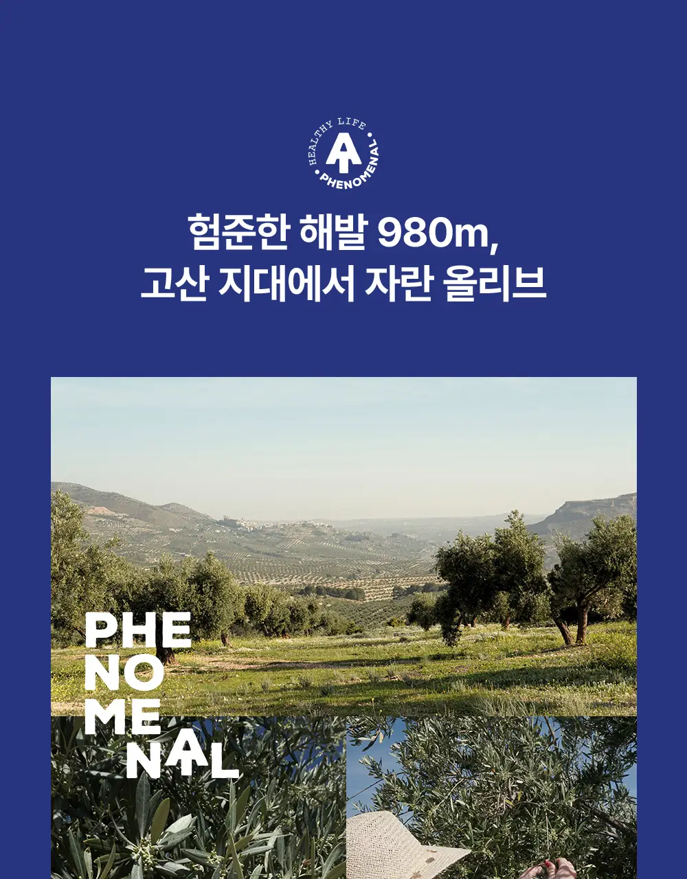 씨엘로 이 띠에라 페노메날 엑스트라버진 올리브오일 20ml 3개입 상세페이지 7