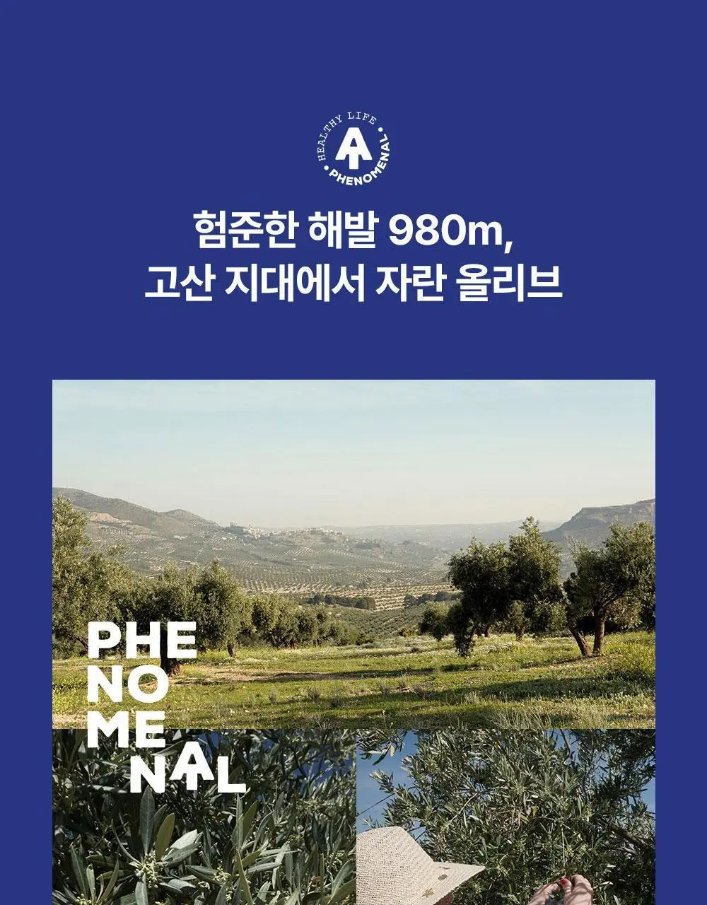 씨엘로 이 띠에라 페노메날 엑스트라버진 올리브오일 500ml 바이오 상세페이지 7