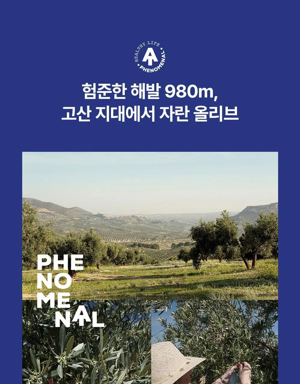 씨엘로 이 띠에라 페노메날 엑스트라버진 올리브오일 500ml 상세페이지 7