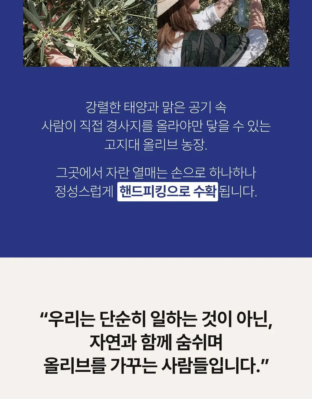 씨엘로 이 띠에라 페노메날 엑스트라버진 올리브오일 500ml 상세페이지 8