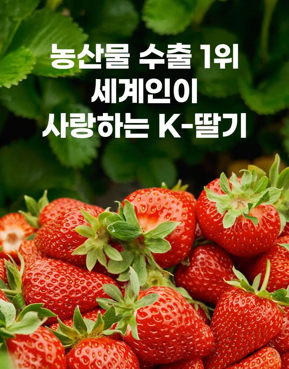 안단잼 저당 저칼로리 딸기잼 380g 상세페이지 21