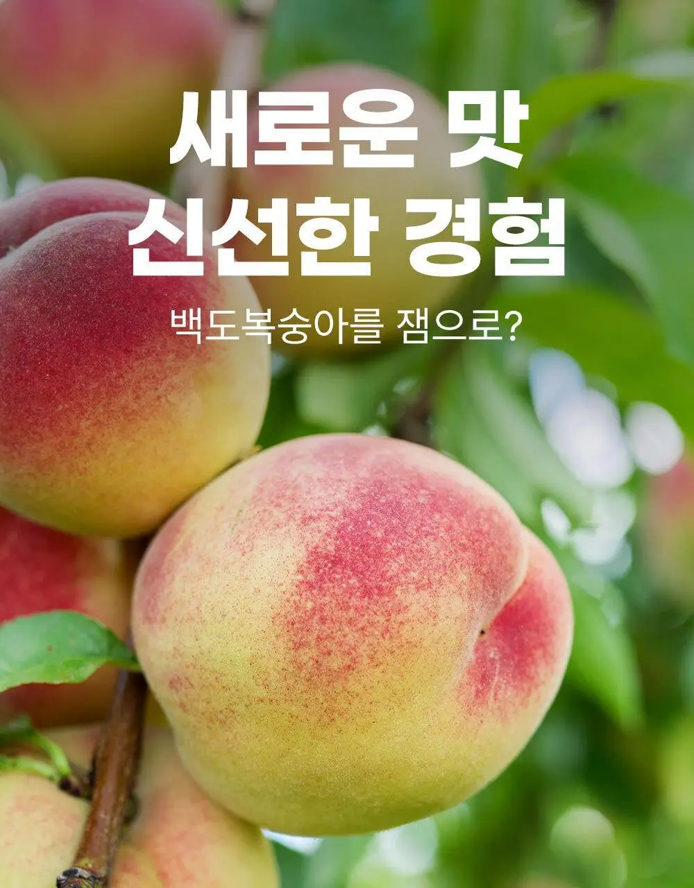 안단잼 저당 저칼로리 백도복숭아잼 380g 상세페이지 21