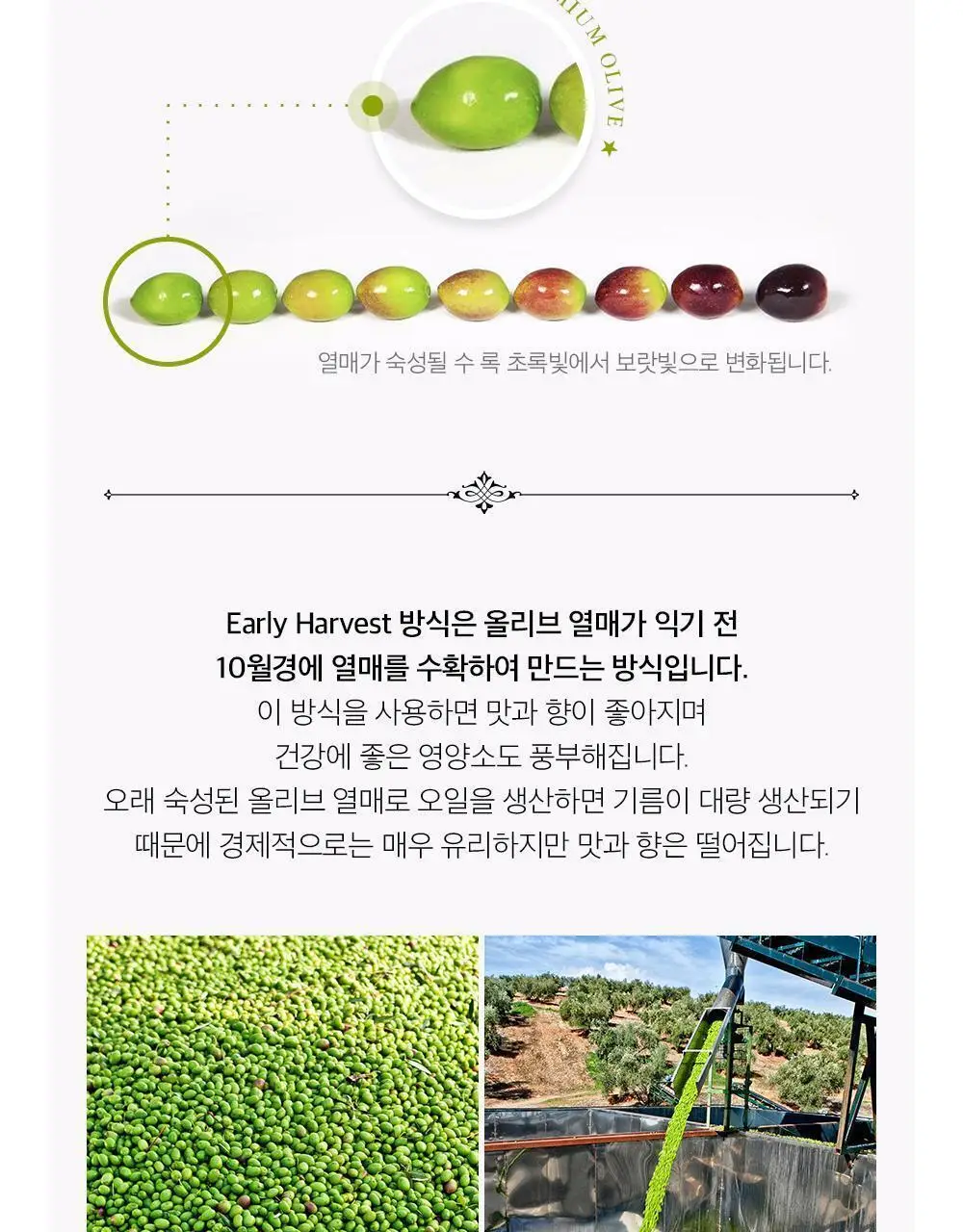 오로바일렌 엑스트라버진 올리브오일 250ml 피쿠알 상세페이지 10