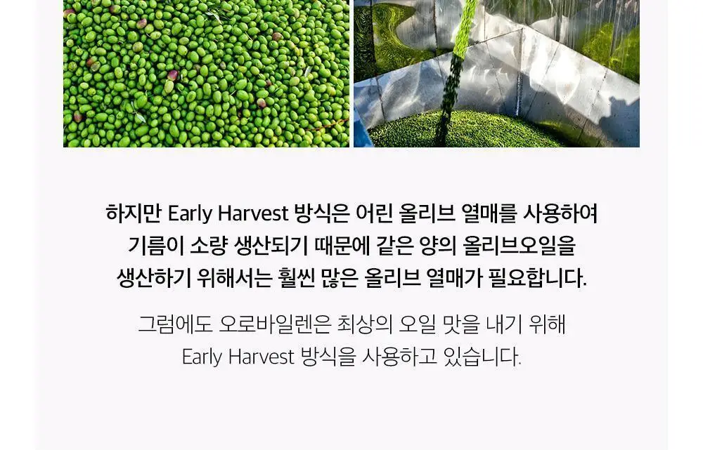 오로바일렌 엑스트라버진 올리브오일 250ml 피쿠알 상세페이지 11