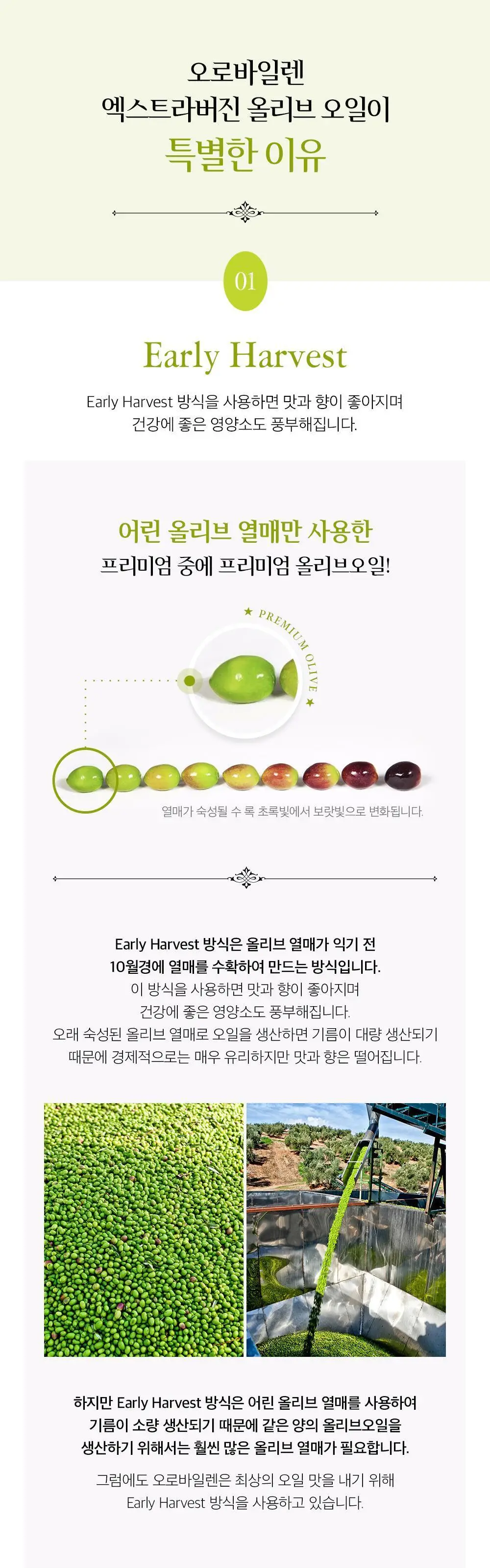 오로바일렌 엑스트라버진 올리브오일 500ml 아르베키나 상세페이지 4