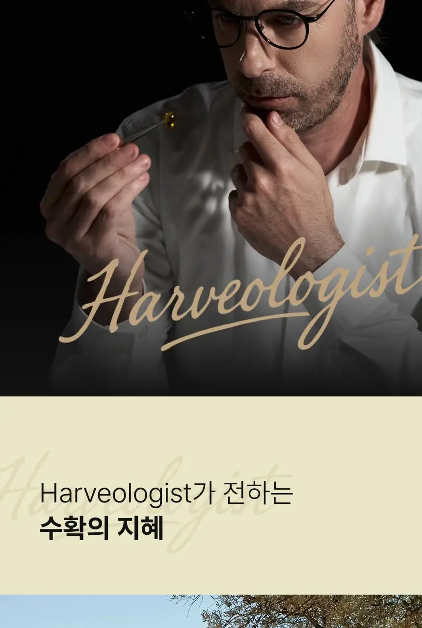 올록담 올리브3 30캡슐/72캡슐 2종 택1(10일분/24일분) 상세페이지 28
