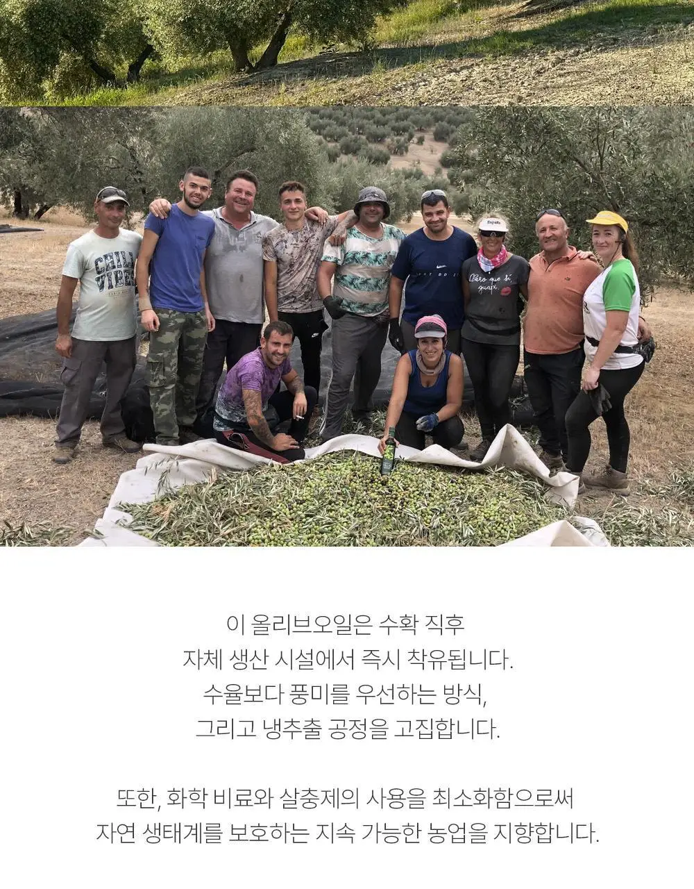푸에르타 데 라스 비야스 엑스트라버진 올리브오일 250ml 얼리하베스트 상세페이지 6