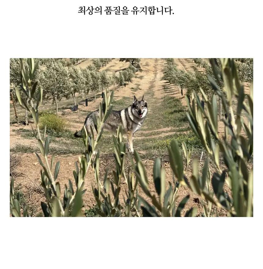 헤리자 데 라 로빌라 엑스트라버진 올리브오일 500ml 레친 앤 아체부체 상세페이지 26