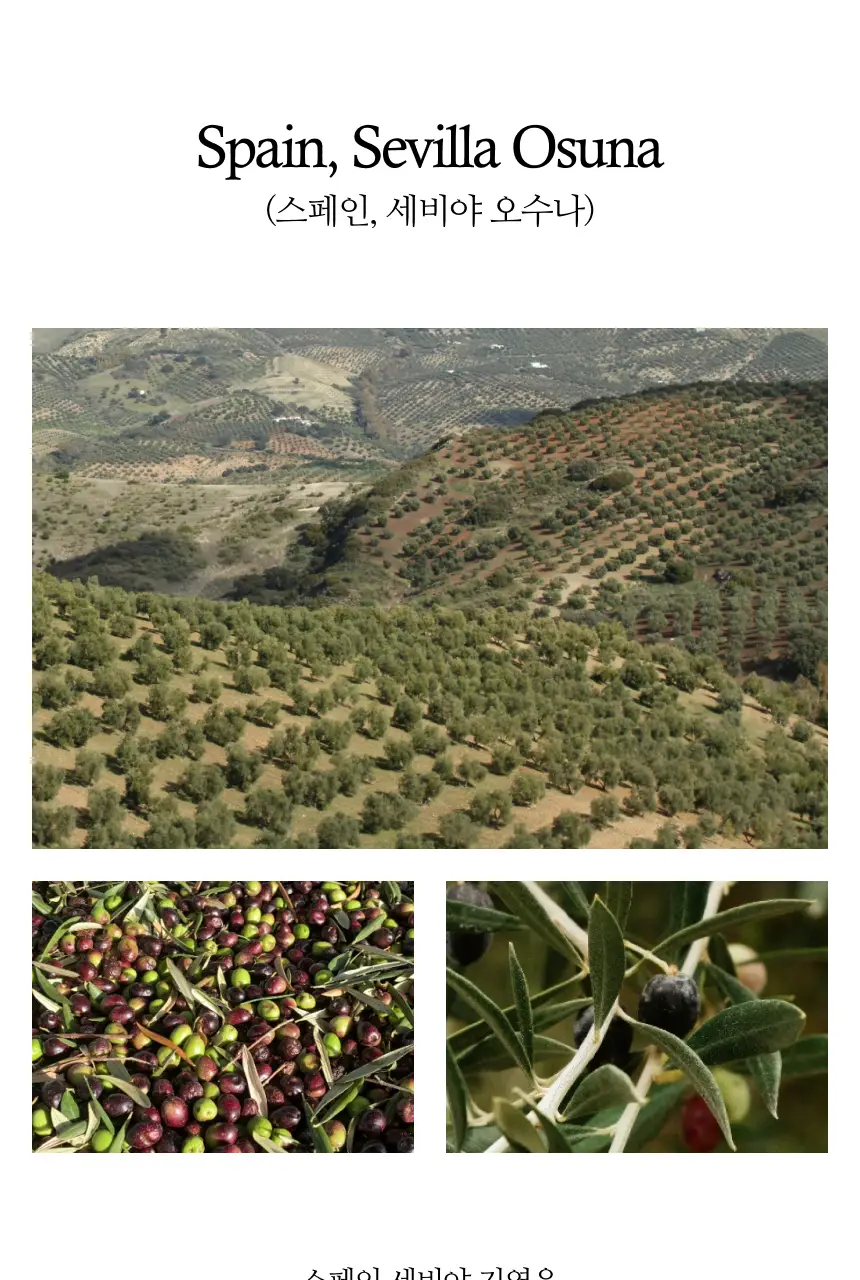 헤리자 데 라 로빌라 엑스트라버진 올리브오일 500ml 피쿠알 상세페이지 16
