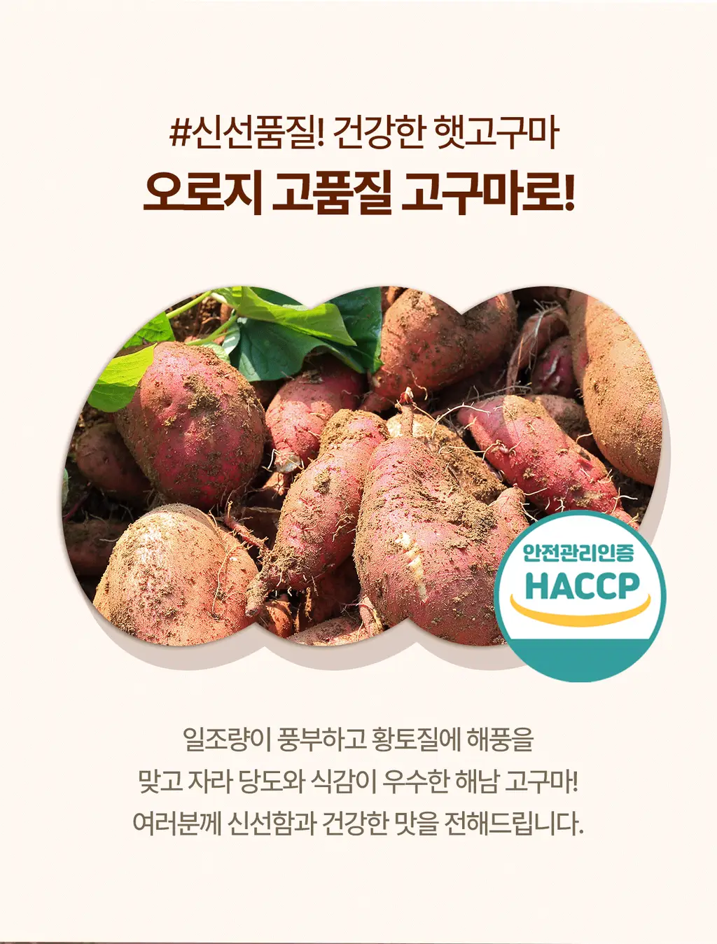 엘로아시스 바로먹는 찐고구마 120g 10개 상세페이지 2