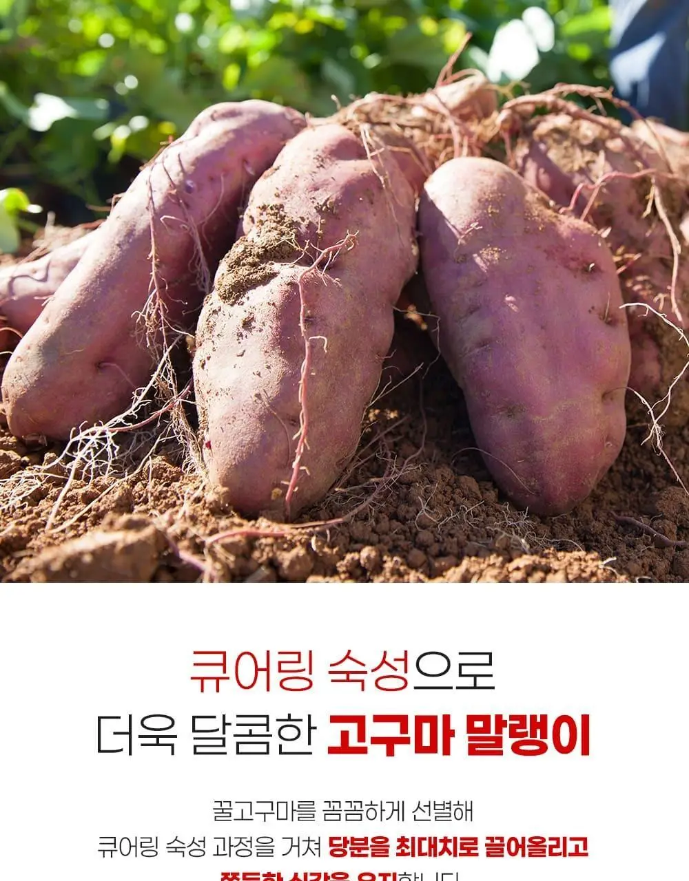 착한상점 촉촉한 군고구마 말랭이 60g 상세페이지 4