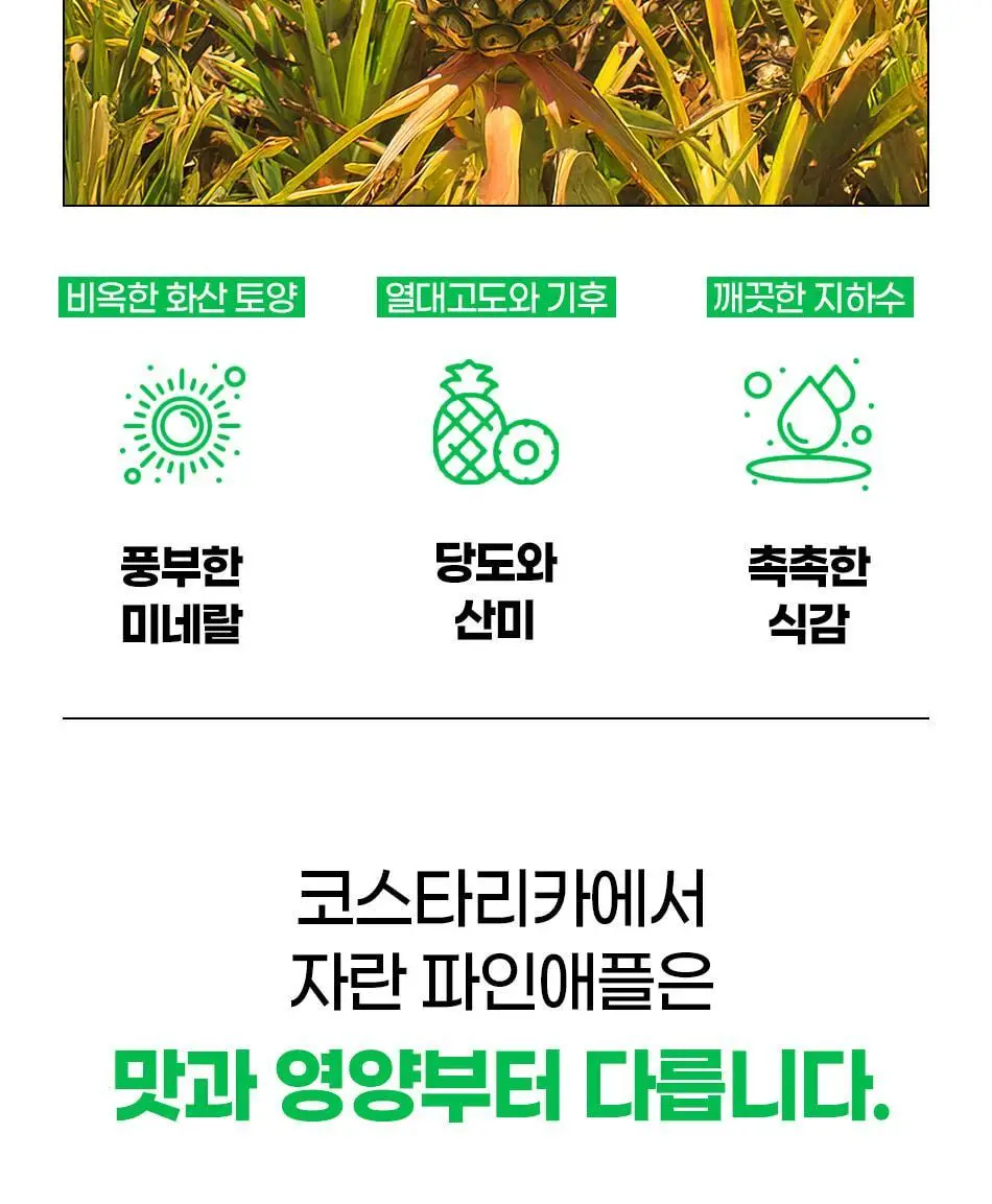 루트인 파인애플사이다비니거 크런치 20개입 상세페이지 82