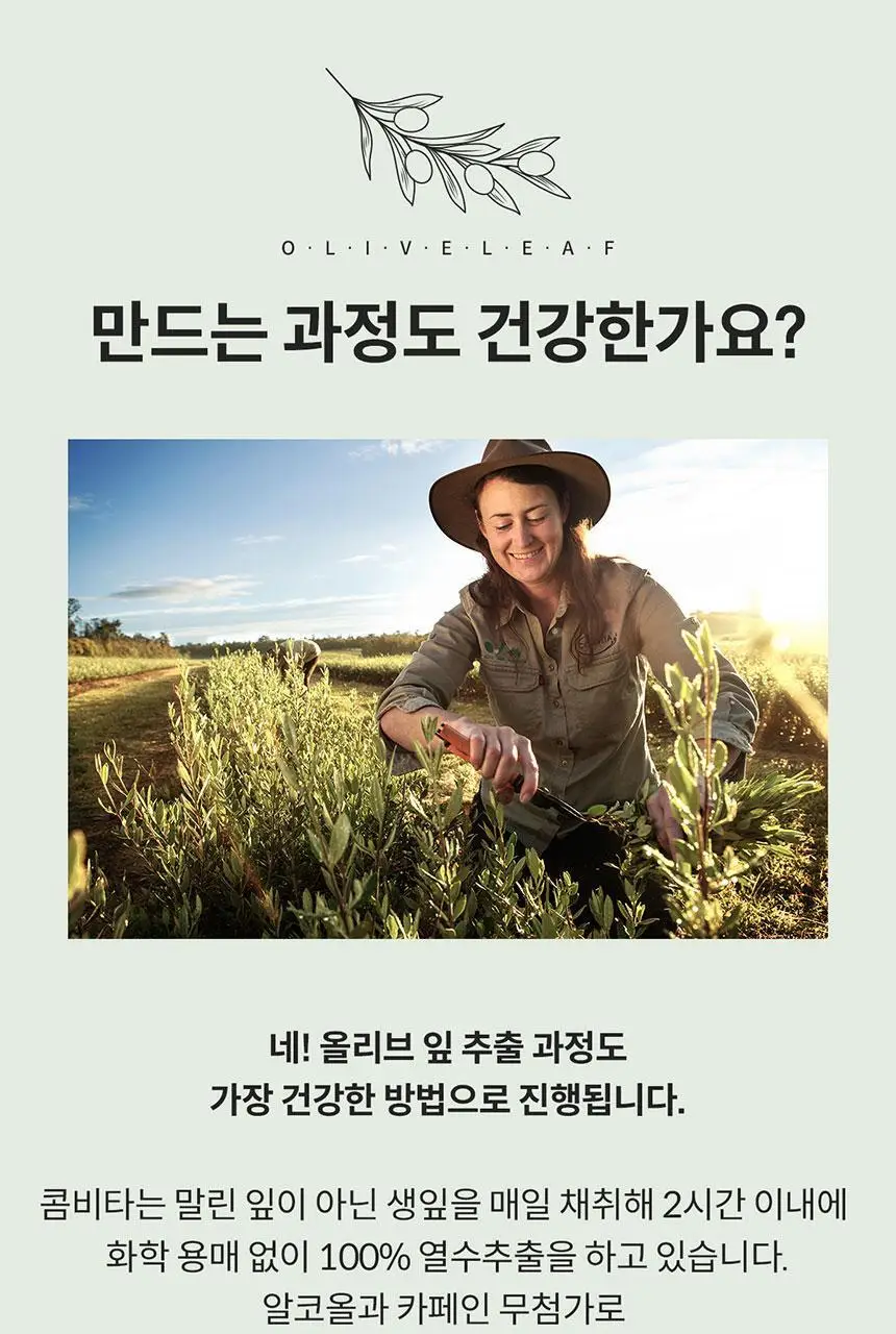 콤비타 UMF10+ 마누카꿀 로젠지-올리브잎추출액 캔디 (12입) 상세페이지 21