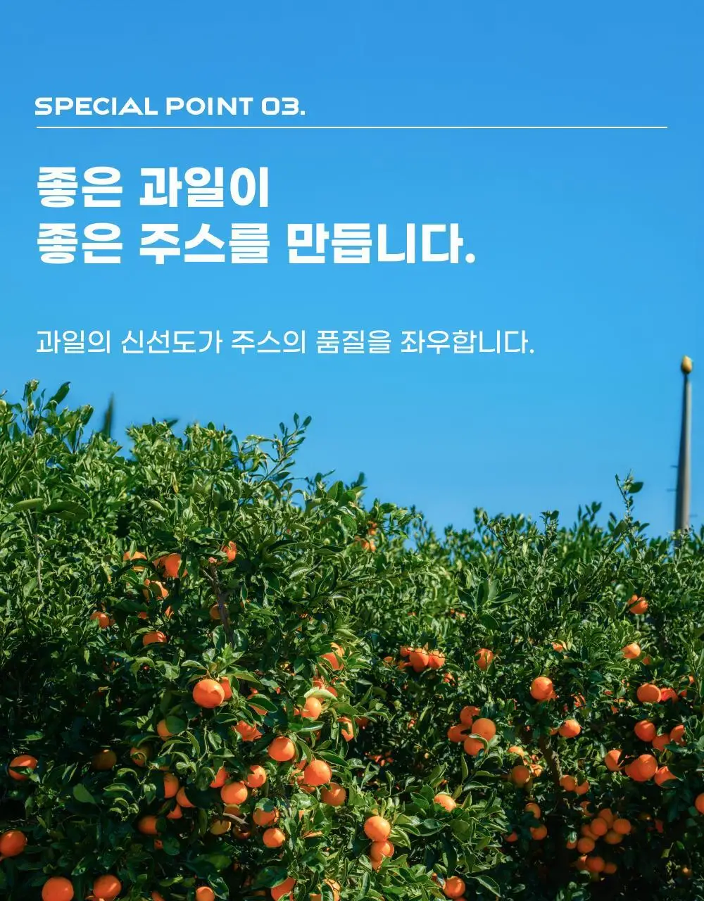 귤메달 시트러스 착즙주스 150ml 7ea (4종 중 택1) 상세페이지 22