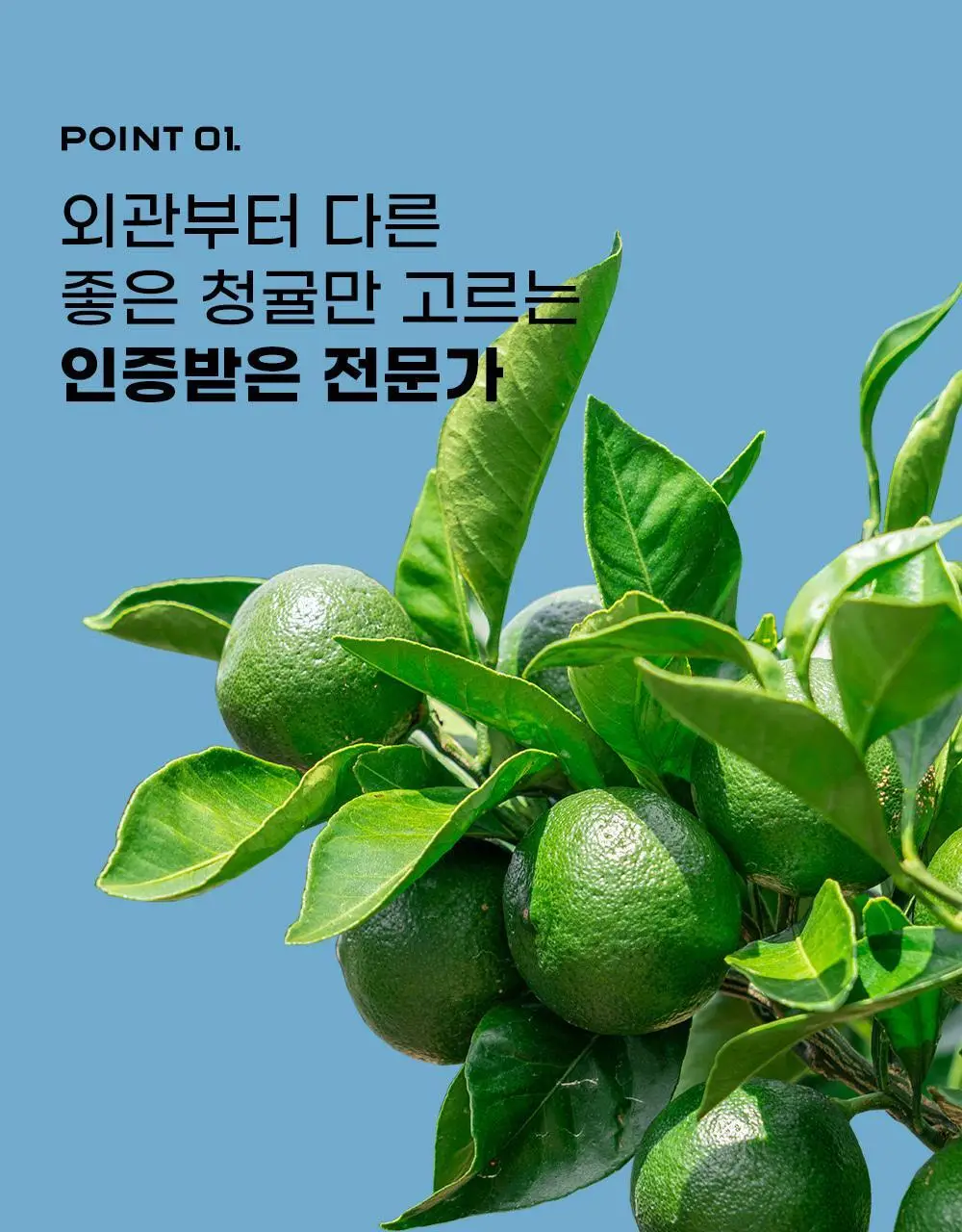 귤메달 유기농 레몬즙 / 유기농 청귤즙 상세페이지 37