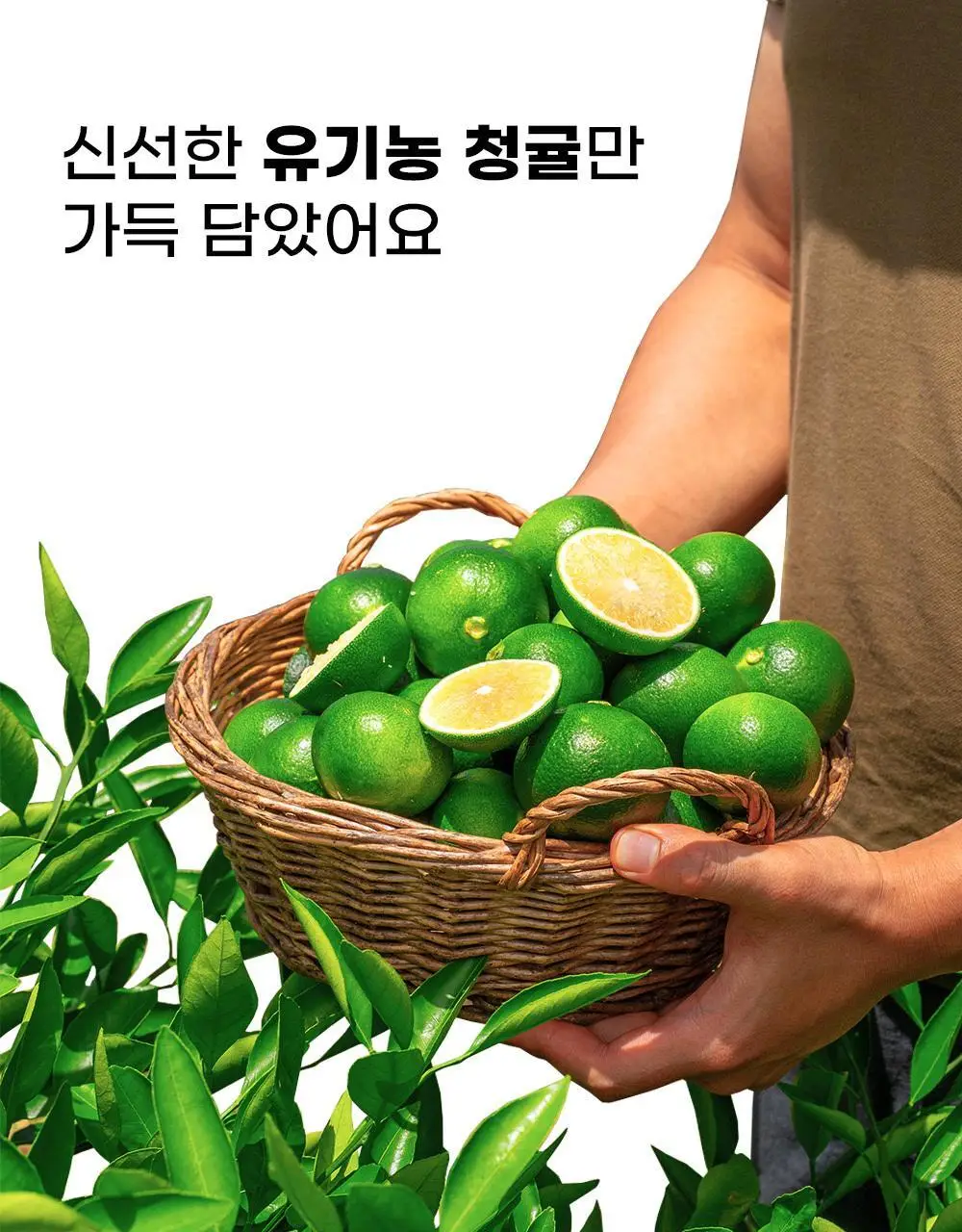 귤메달 유기농 레몬즙 / 유기농 청귤즙 상세페이지 39