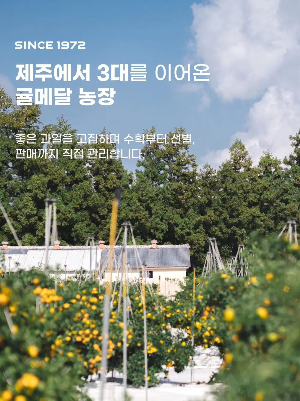 귤메달 유기농감귤주스 500ml 상세페이지 10