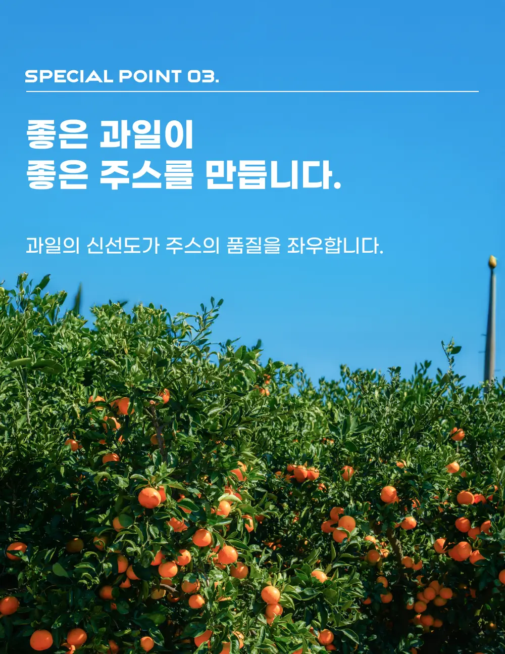 귤메달 유기농감귤주스 500ml 상세페이지 13