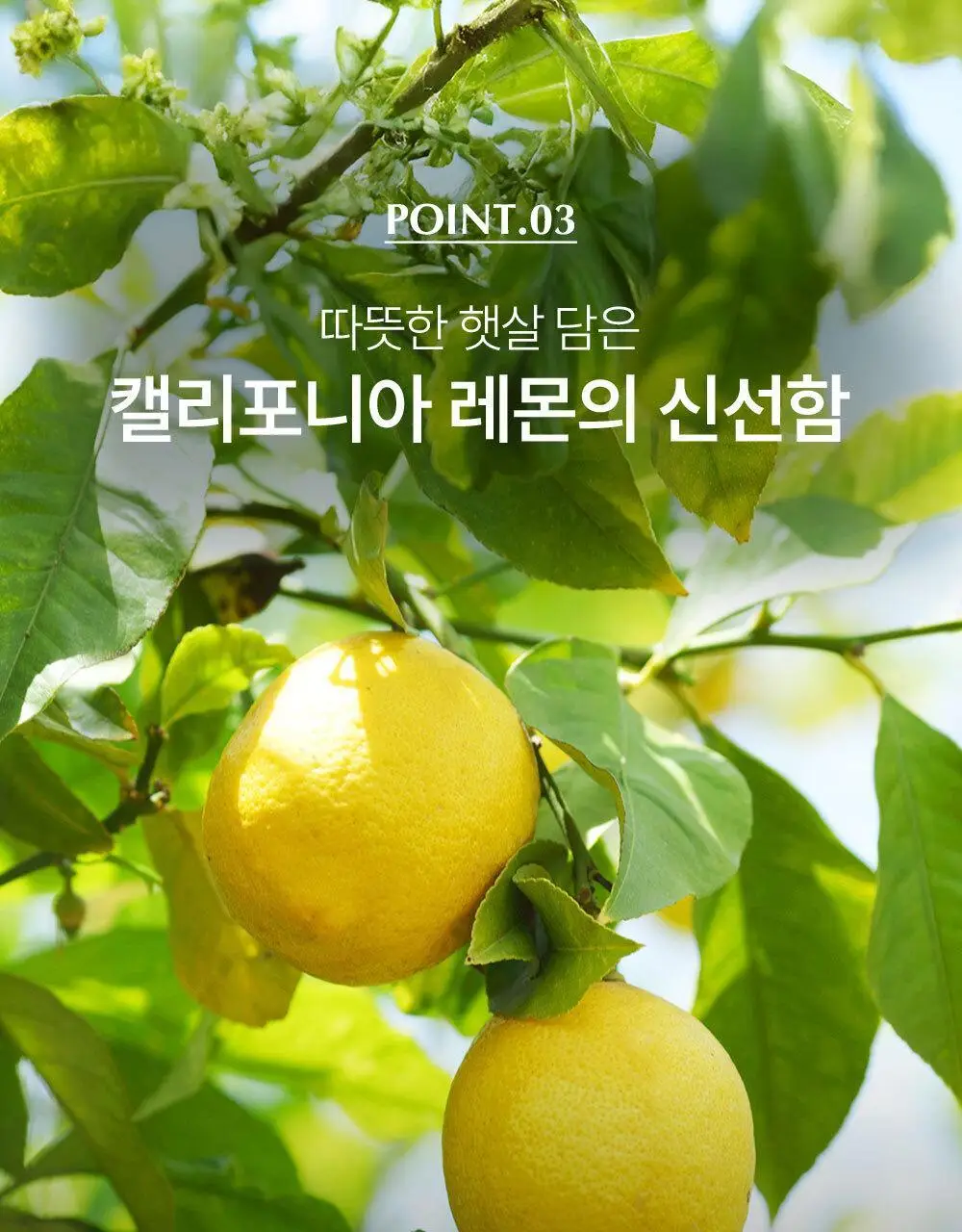 비브리브 심으뜸 하루한포 레몬즙 20g 14포 2박스 상세페이지 8