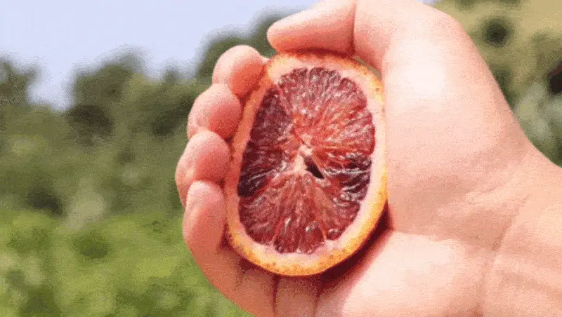 주스업 모로오렌지주스 80ml 상세페이지 38