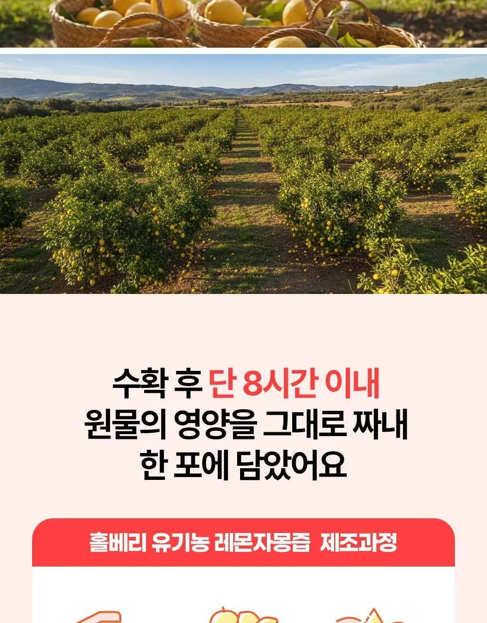 홀베리 유기농 레몬 시리즈 5종 택1(기획팩/레몬/레몬토마토/레몬자몽/레몬생강) 상세페이지 33