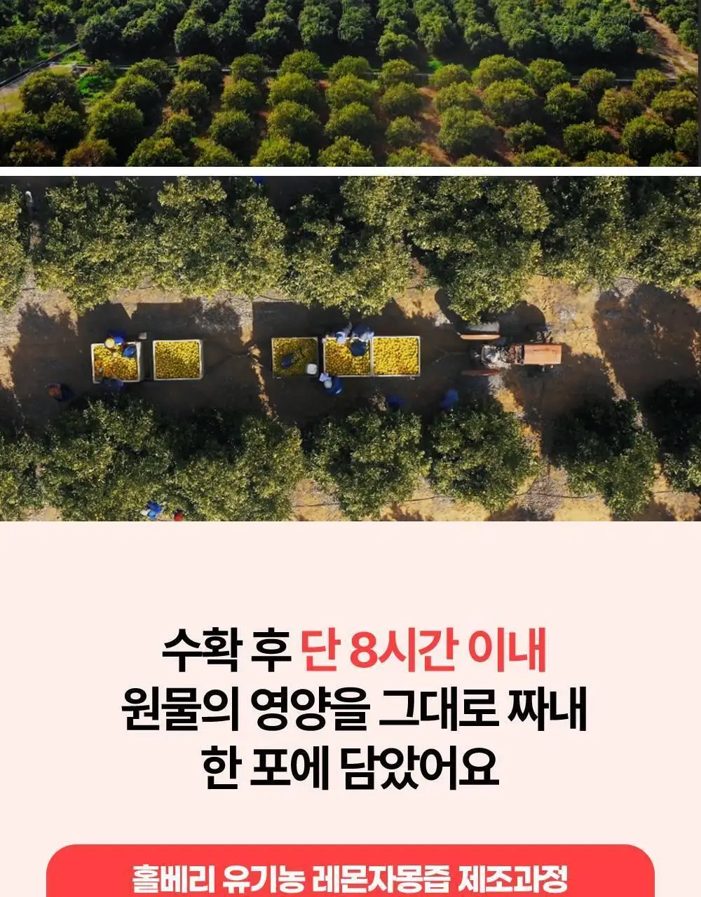 홀베리 유기농 레몬자몽즙 20g 14포 2박스 상세페이지 24